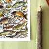 Alexia Claire | Freshwater Fish of Britain | Postcard | Conscious Craft
